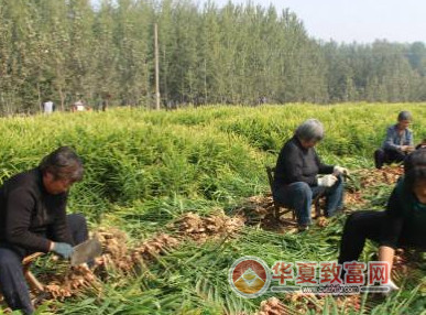 农民靠种生姜脱贫致富